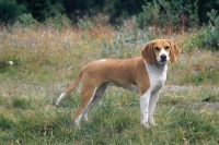 Picture of Hygenhund, Norwegian Hound in Norwegian Mountains