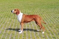 Picture of Hygenhund, side view