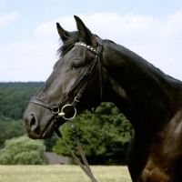 Picture of hyperion, trakehner stallion, 
