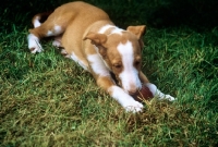 Picture of ibizan hound puppy lying down