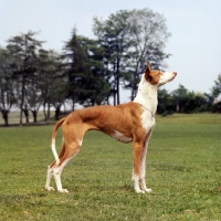 Picture of ibizan hound standing on grass