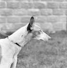 Picture of ibizan hound