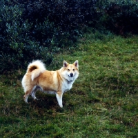 Picture of iceland dog at gardabaer