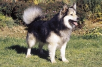 Picture of Iceland Dog, Ch. Afram vom Hartenberg