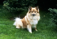 Picture of iceland dog in garden at akureyri, iceland 