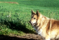 Picture of iceland dog in iceland, head and shoulders