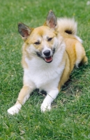 Picture of Iceland dog, looking cheerful