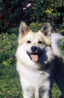 Picture of Iceland Dog looking towards camera