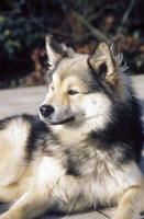 Picture of Iceland dog lying down, Ch. Afram v Hartenberg