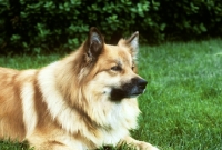 Picture of iceland dog lying on grass