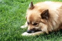 Picture of iceland dog nibbling paw