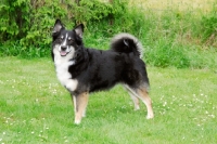 Picture of Iceland Dog on grass