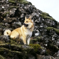 Picture of iceland dog on lava at gardabaer, iceland