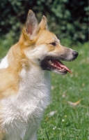 Picture of Iceland dog profile