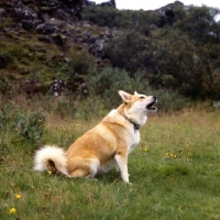 Picture of iceland dog sitting barking on a hillside at gardabaer, iceland