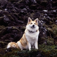 Picture of iceland dog sitting by berry bush among lava rocks in iceland