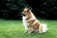 Picture of iceland dog sitting in garden at akureyri, iceland 