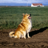 Picture of iceland dog sitting on a track at Olafsvellir, iceland