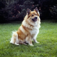 Picture of iceland dog sitting on grass