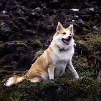 Picture of iceland dog sitting on lava among bilberry bushes at gardabaer, iceland