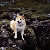 Picture of iceland dog sitting on lava and moss at gardabaer, iceland 