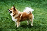 Picture of iceland dog standing in garden at akureyri, iceland 