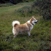 Picture of iceland dog standing in grass at gardabaer,  iceland