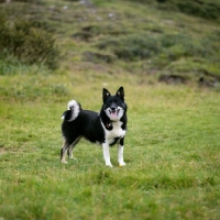 Picture of iceland dog standing on a hillside in iceland