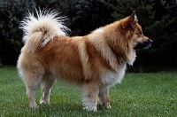 Picture of iceland dog standing on grass in iceland