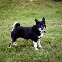 Picture of iceland dog standing on grass