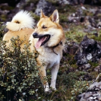 Picture of iceland dog standing on lava in iceland 