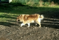 Picture of iceland dog walking on a path in iceland