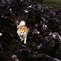 Picture of iceland dog walking on lava at gardabaer, iceland