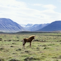 Picture of Iceland foal on grassy lava field at Sauderkrokur