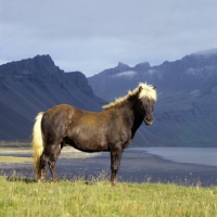 Picture of Iceland horse at Hofn in sunlight against grey mountains