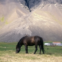 Picture of Iceland horse at Hofn with dramatic mountain scenery