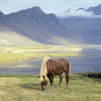 Picture of Iceland horse at Hofn
