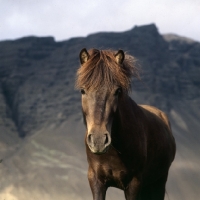 Picture of Iceland horse at Hofn