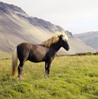 Picture of Iceland horse at Hofn