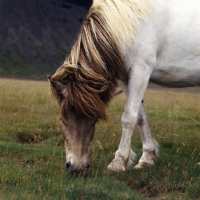 Picture of Iceland horse at Kalfstindar, grey, cream, brown colours