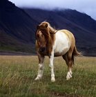 Picture of Iceland horse at Kalfstindar