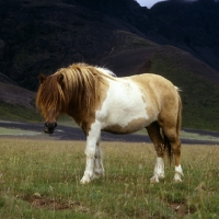 Picture of Iceland horse at Kalfstindar