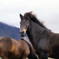 Picture of Iceland horse at Kalfstindar