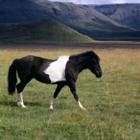 Picture of Iceland horse at Kalfstindar