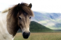 Picture of iceland horse at kalfstindar