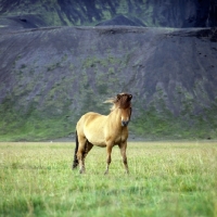 Picture of Iceland horse at Kalfstindar