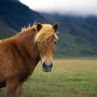 Picture of Iceland horse at Kalfstindar