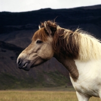 Picture of Iceland horse at Kalfstindar