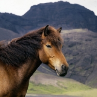 Picture of Iceland horse at Kalfstindar