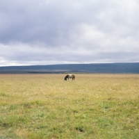 Picture of Iceland horse at Kalfstindar